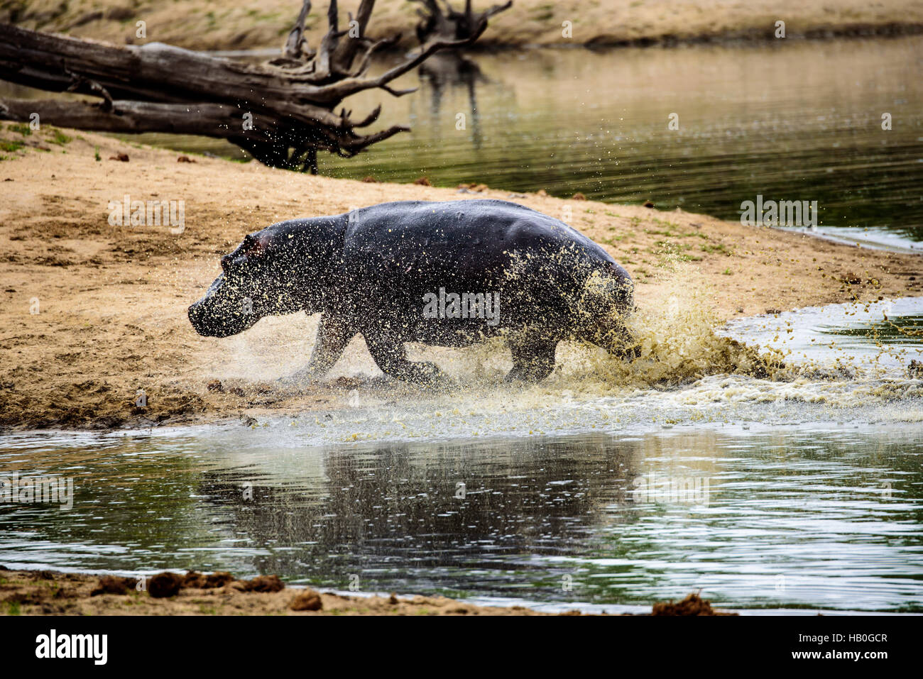 Charge des hippopotames hors de l'eau à grande vitesse Banque D'Images