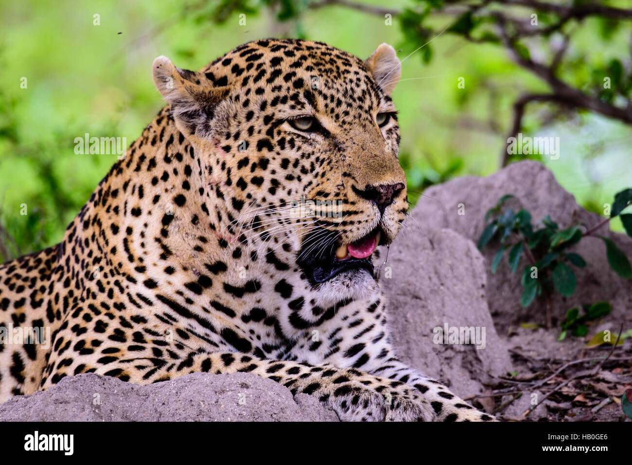 Head shot of a male leopard Banque D'Images