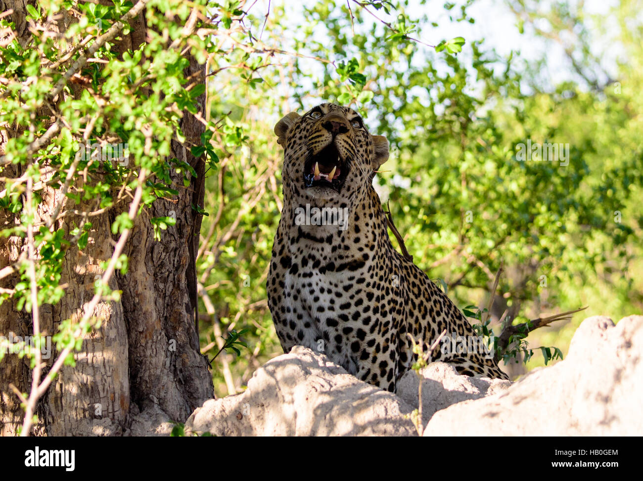 Leopard à scruter un arbre avant d'essayer de grimper Banque D'Images