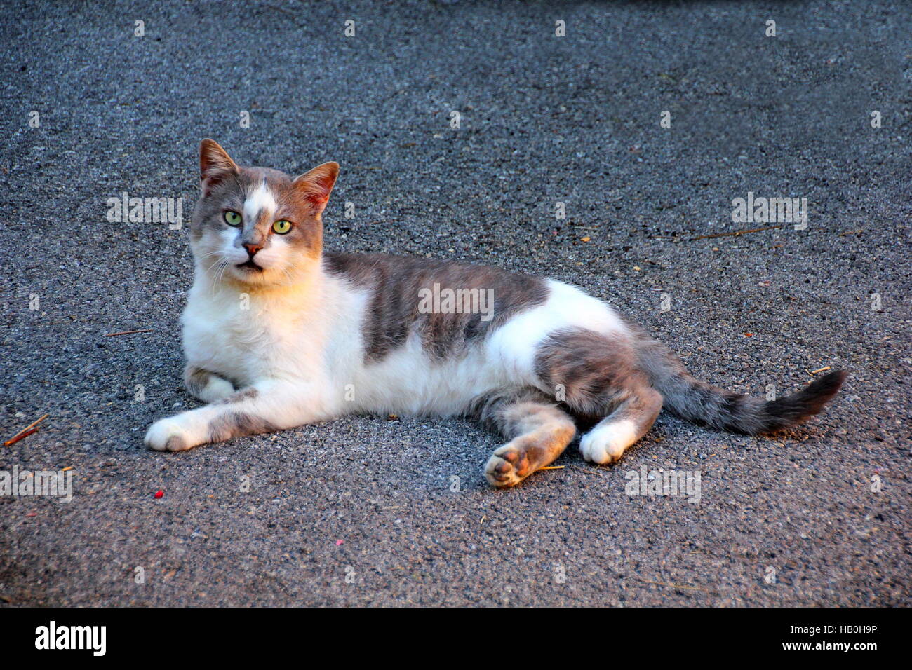 Chat adulte gris et blanc est posée sur le terrain Banque D'Images