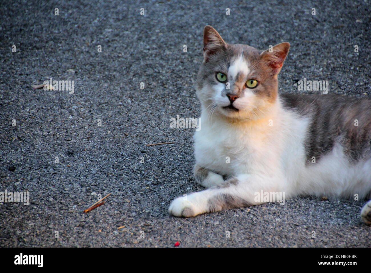 Chat adulte gris et blanc est posée sur le terrain Banque D'Images