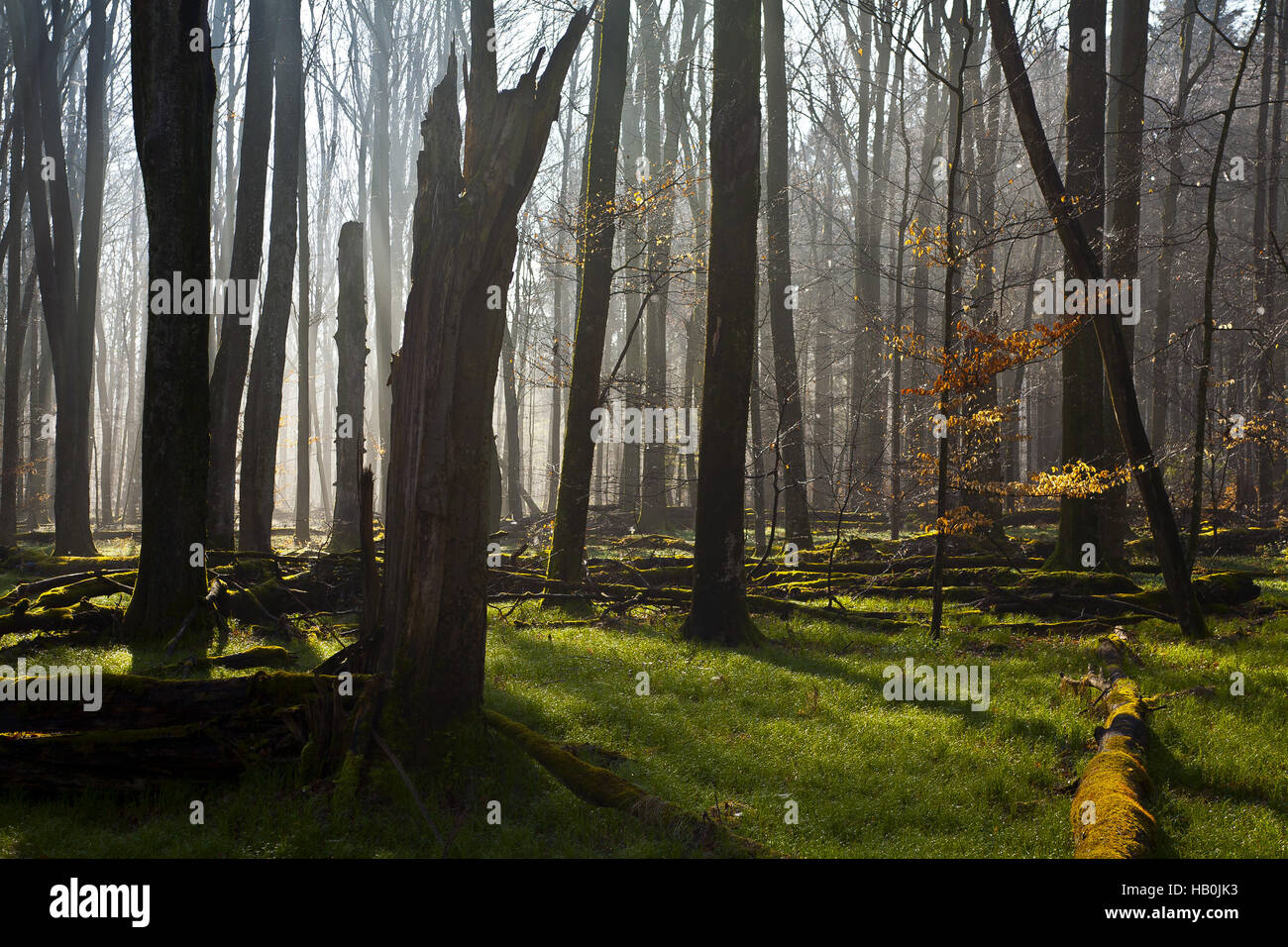 Les vieilles forêts de hêtres, Jura souabe, Allemagne Banque D'Images