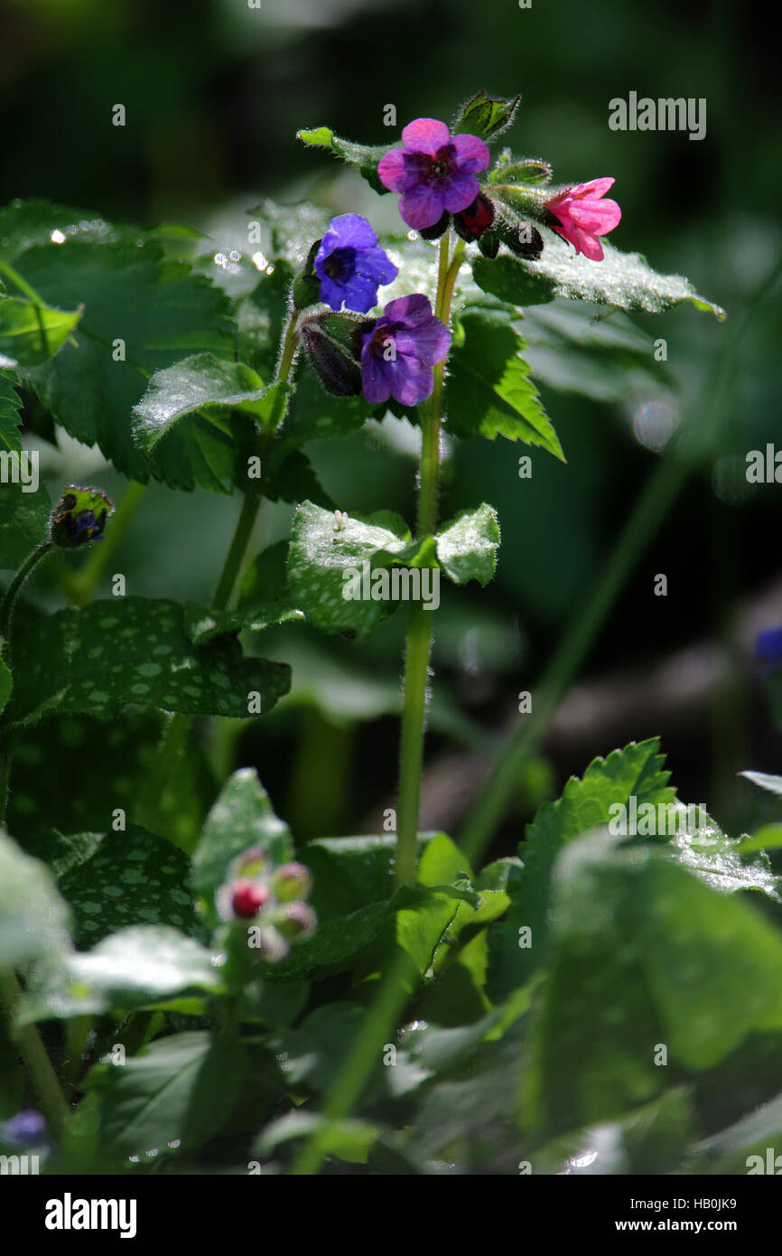 Pulmonaire Pulmonaria officinalis commune, Banque D'Images