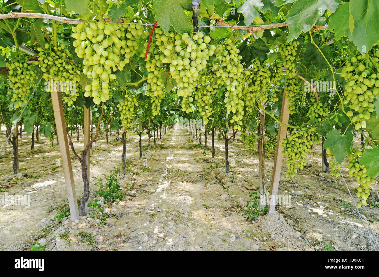 Les raisins, viticulture, Lecce, Pouilles, Italie Banque D'Images