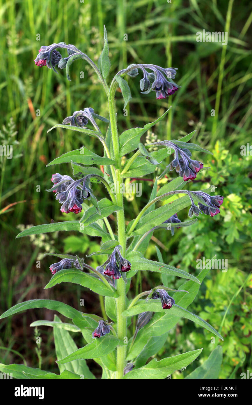 Houndstongue, Cynoglossum officinale Banque D'Images