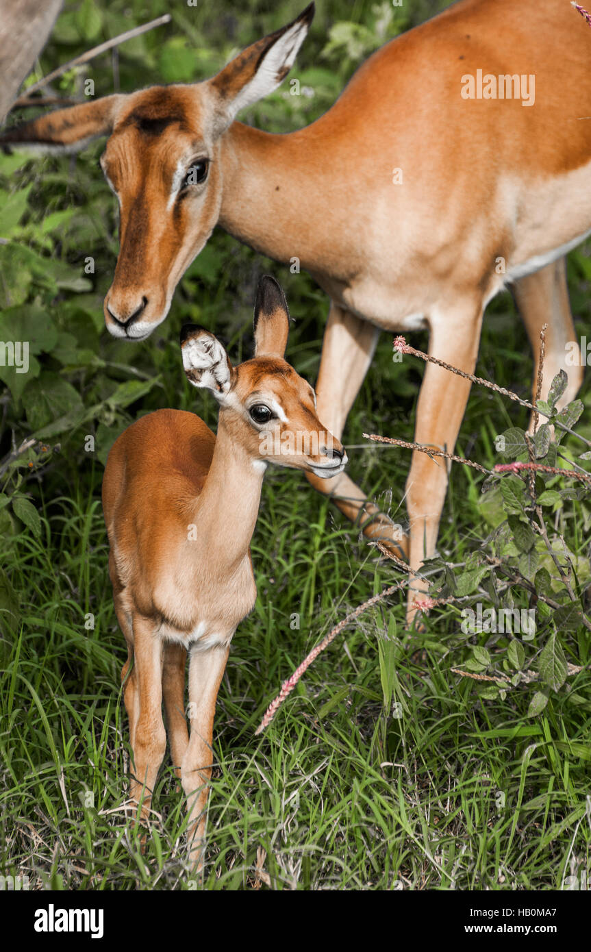 Impala baby Banque de photographies et d'images à haute résolution - Alamy