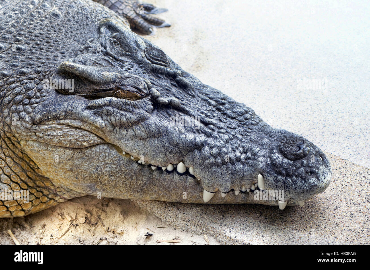 Close up of crocodile géant montrant les dents avec prix pour votre type. Banque D'Images