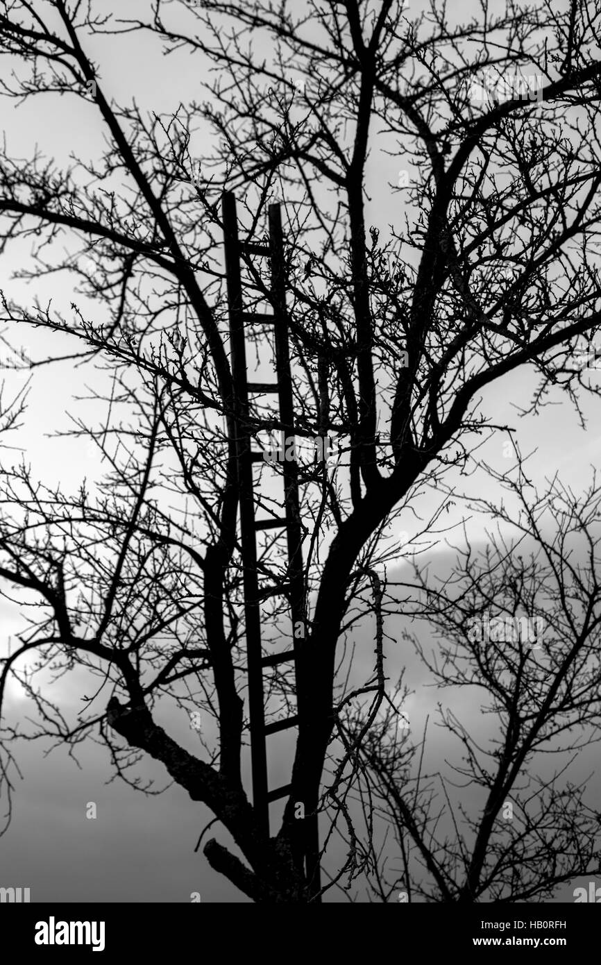 Échelle en bois sur arbre clairsemée en face de ciel nuageux Banque D'Images