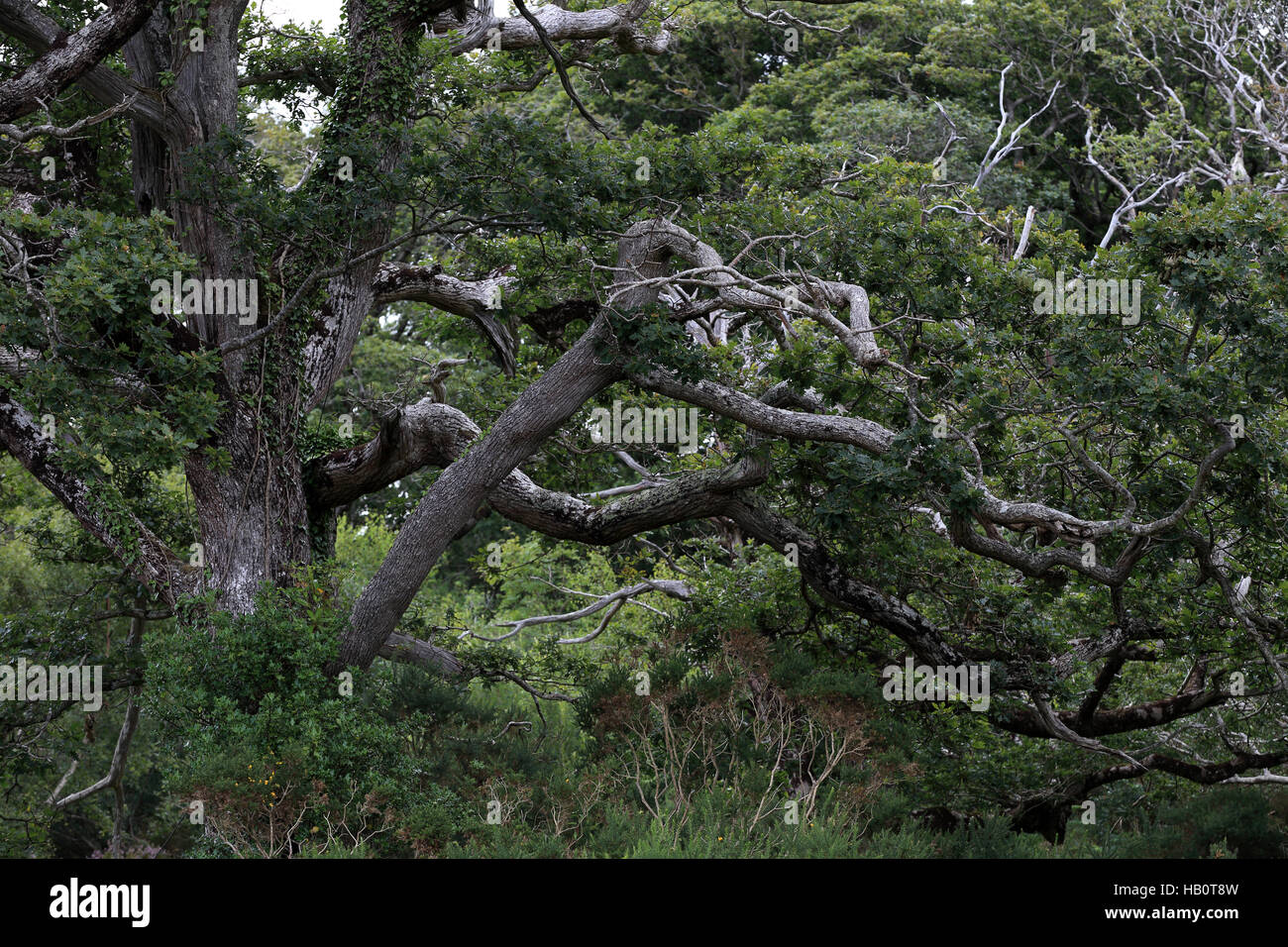 Chêne centenaire, le Parc National de Killarney, Irlande Banque D'Images