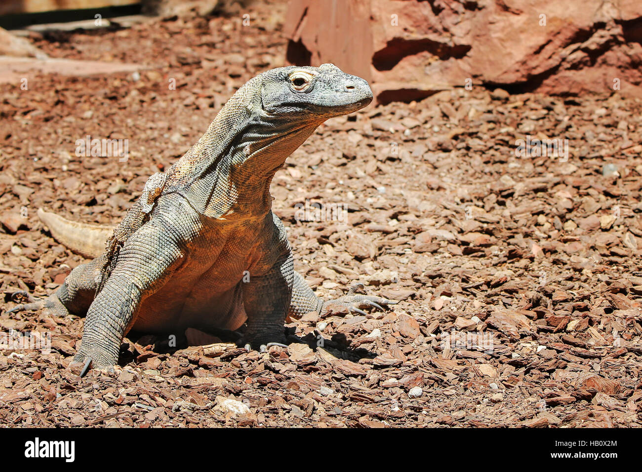 Dragon de Komodo (Varanus komodoensis), side view Banque D'Images