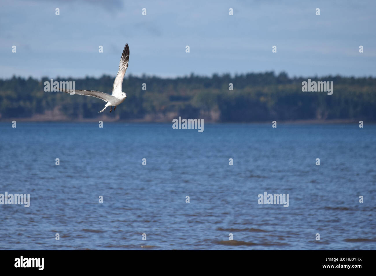 Une mouette vole au-dessus de la plage d'Indian Point, au Nouveau-Brunswick. Banque D'Images
