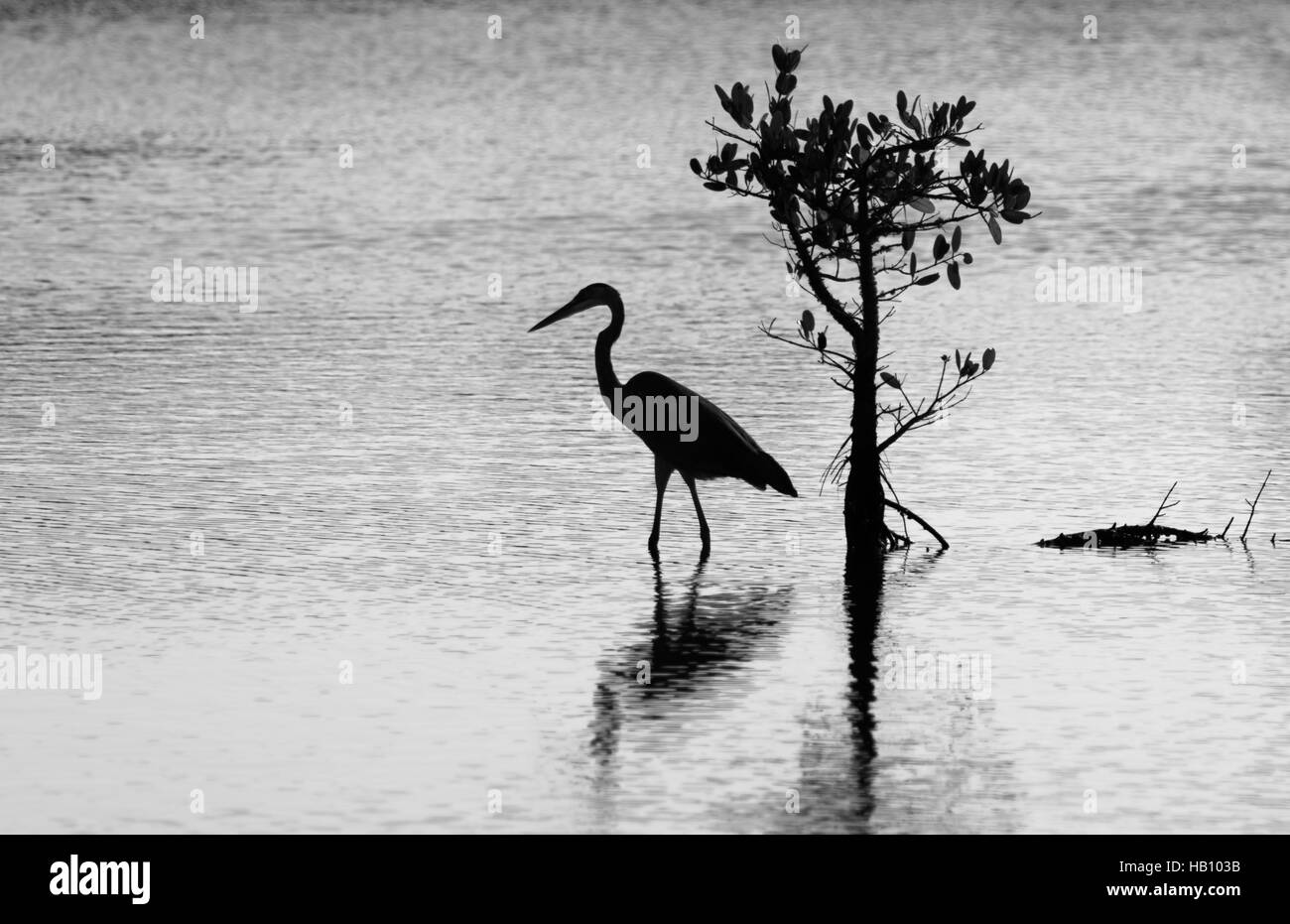 Grande Aigrette bleue (Ardea herodias), Merritt Island National Wildlife Refuge, en Floride Banque D'Images
