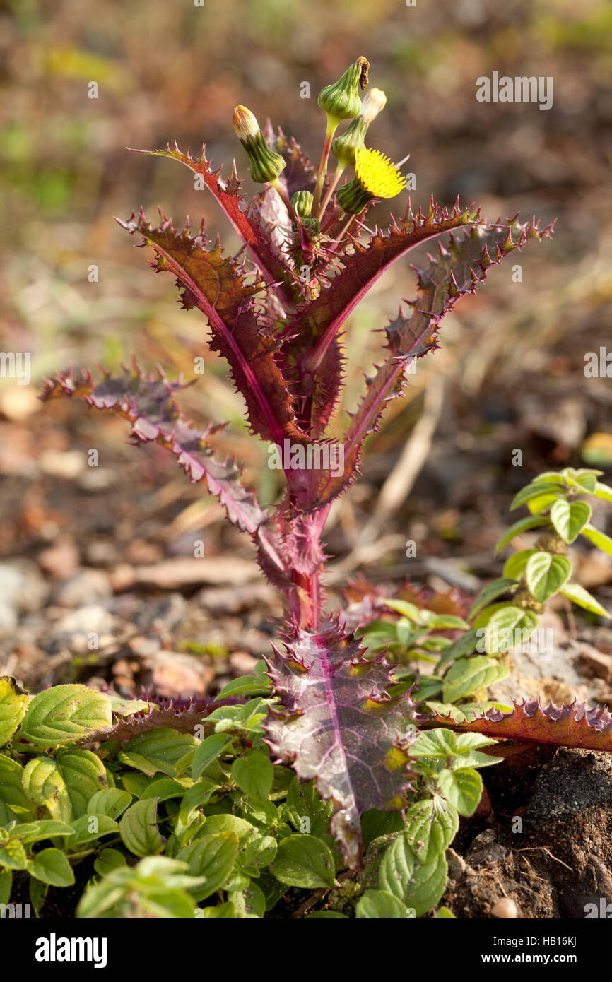 Fleur de figue rouge (Sonchus asper) sur terrains sableux Banque D'Images