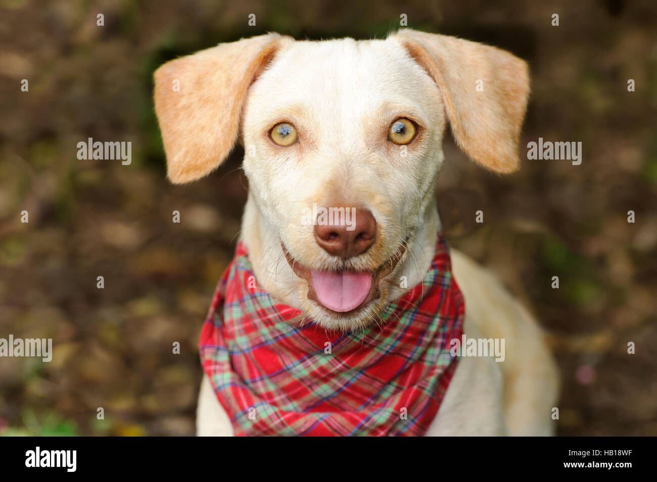 Chien heureux est un mignon petit chien blanc avec un concert sourire heureux sur le visage. Banque D'Images