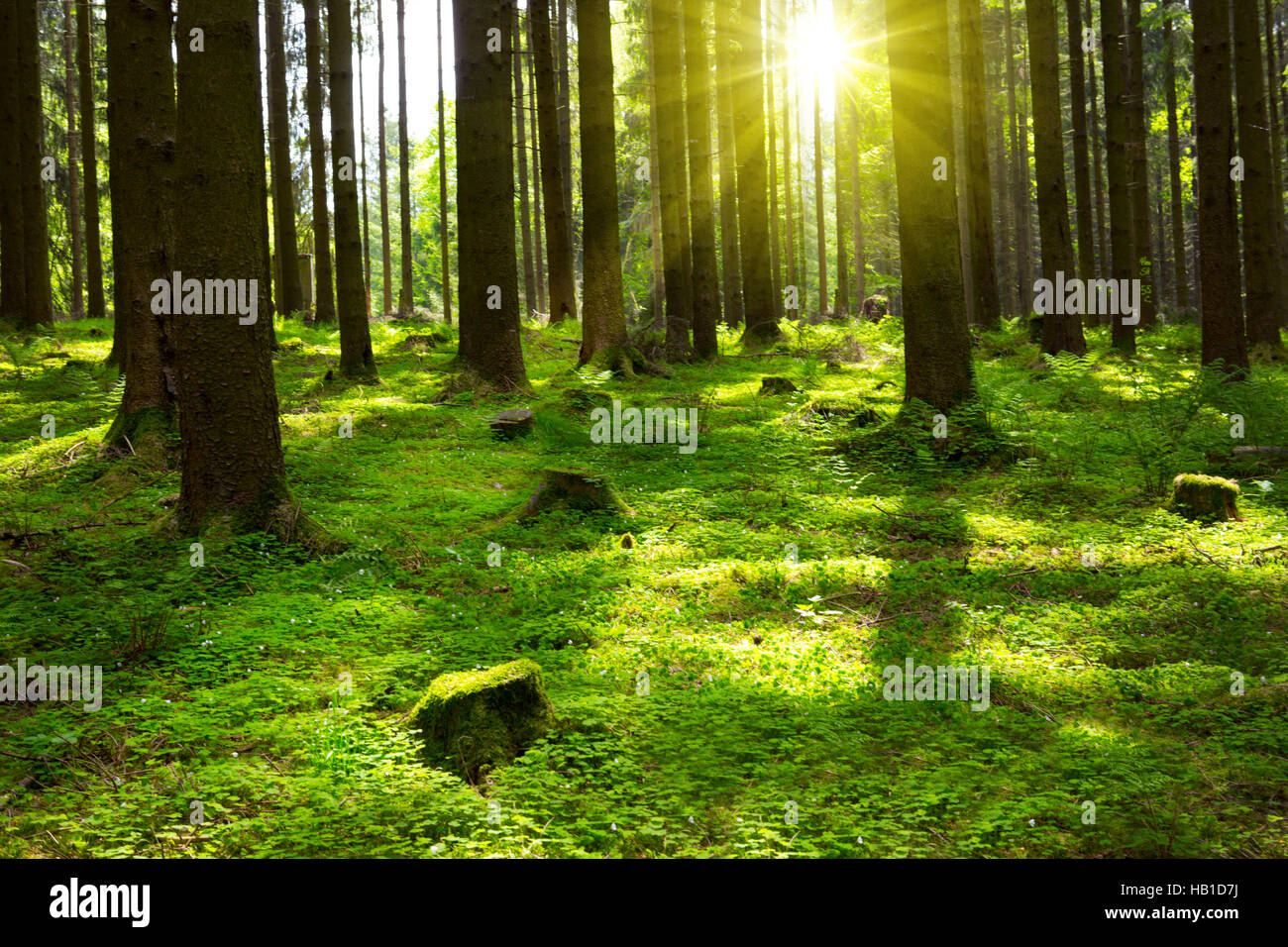 L'été dans la forêt. Banque D'Images