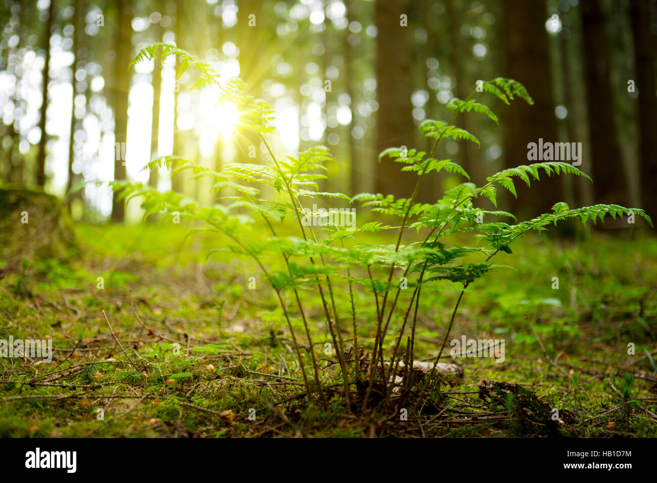 L'été dans la forêt. Banque D'Images