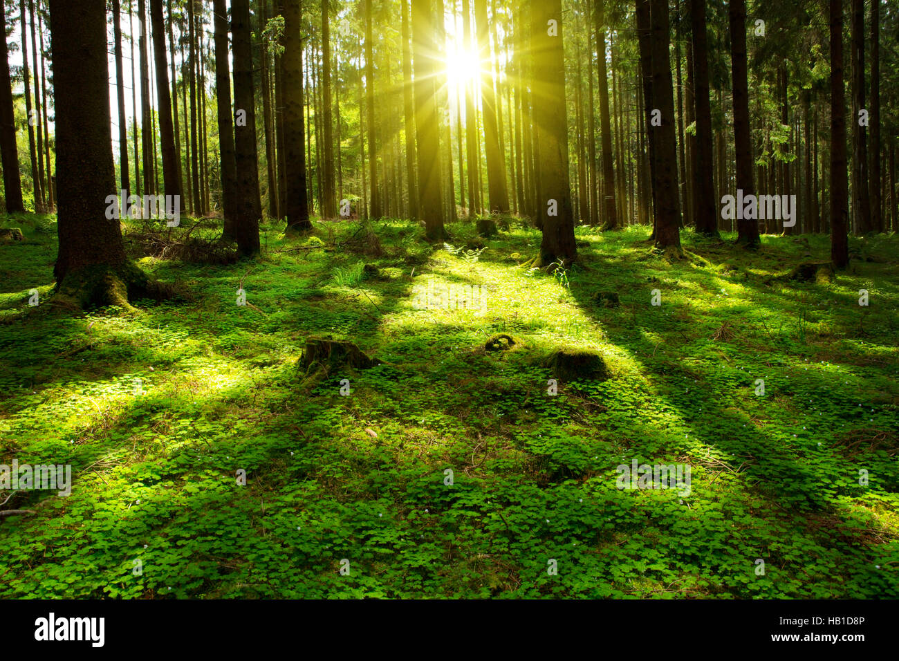 L'été dans la forêt. Banque D'Images