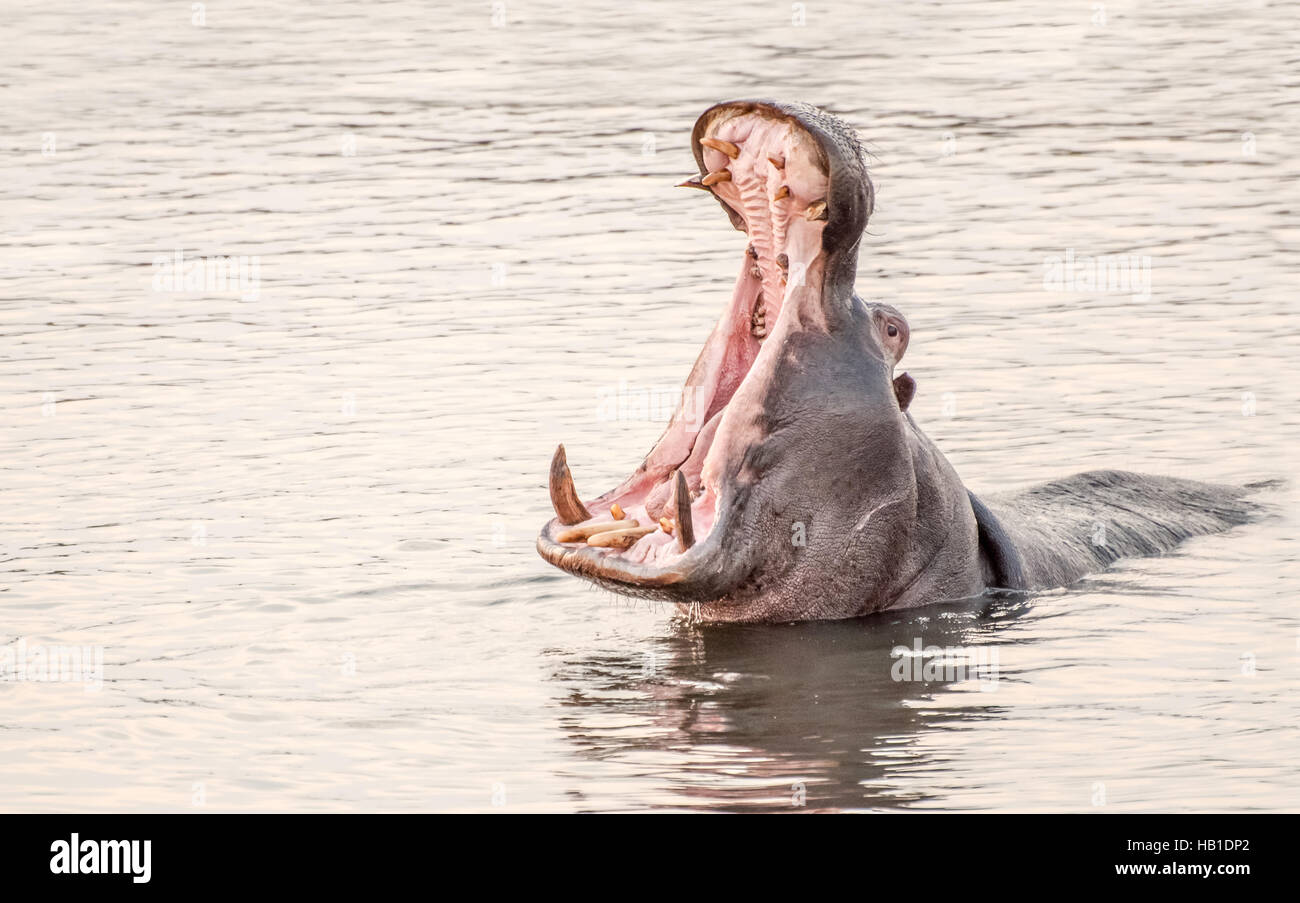 Hippopotame dans un lac le bâillement Banque D'Images