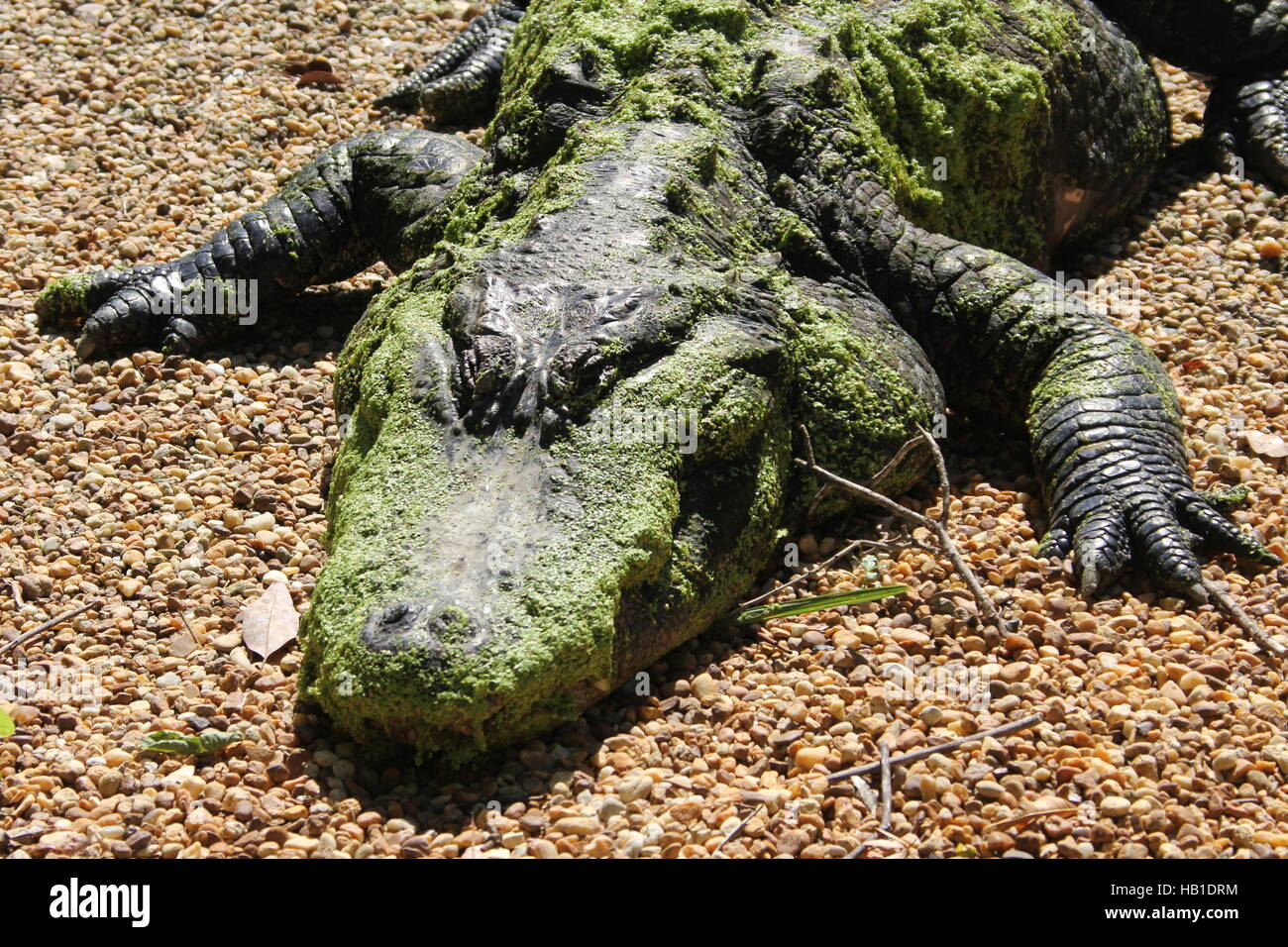 Alligator Banque D'Images