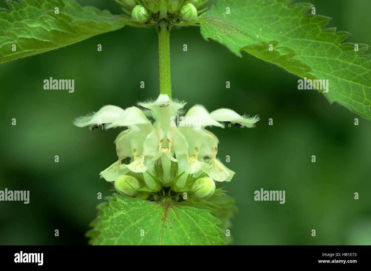 Deadnettles ; blanc ; blanc d'ortie ; l'archange Banque D'Images