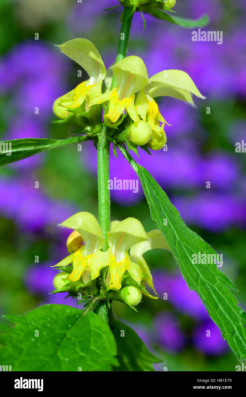 Golden deadnettle ; jaune ; l'archange Banque D'Images