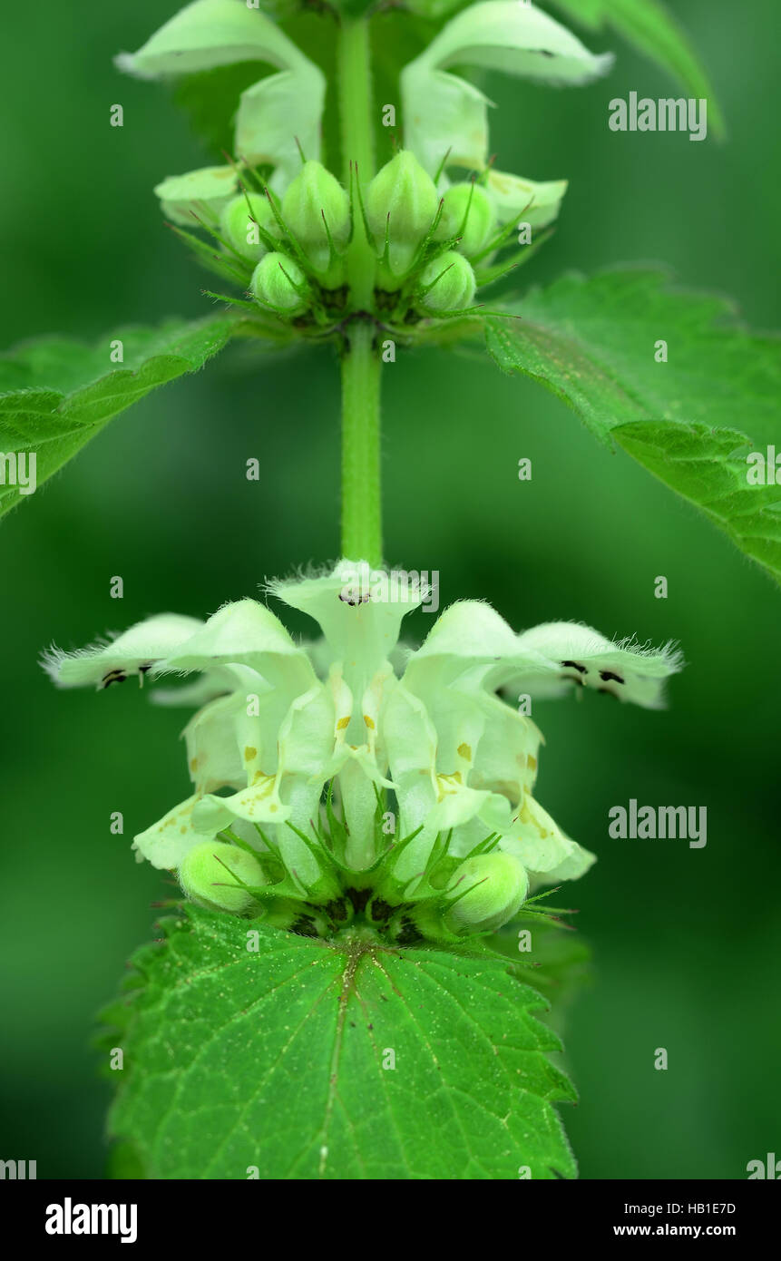 Deadnettles ; blanc ; blanc d'ortie ; l'archange Banque D'Images