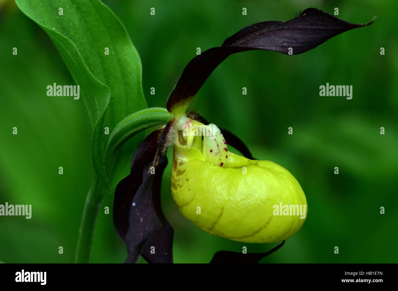 Lady's Slipper orchidée, orchidée, fleur ; Banque D'Images