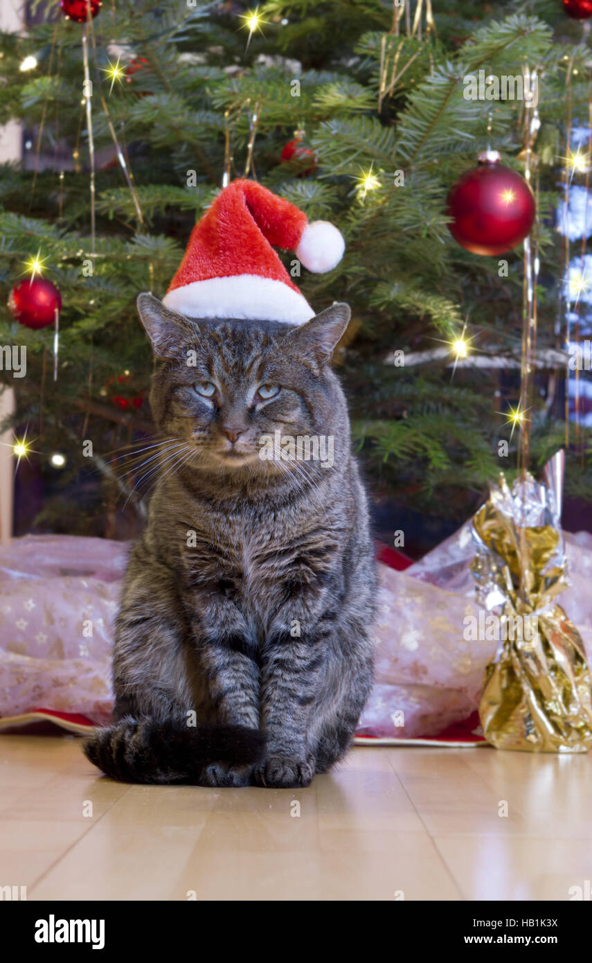 Chat gris avec santa hat. Banque D'Images