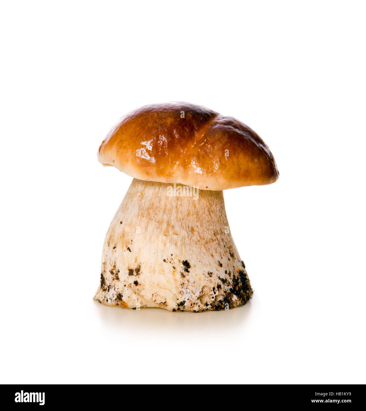 Mushroom isolé sur un fond blanc. Banque D'Images