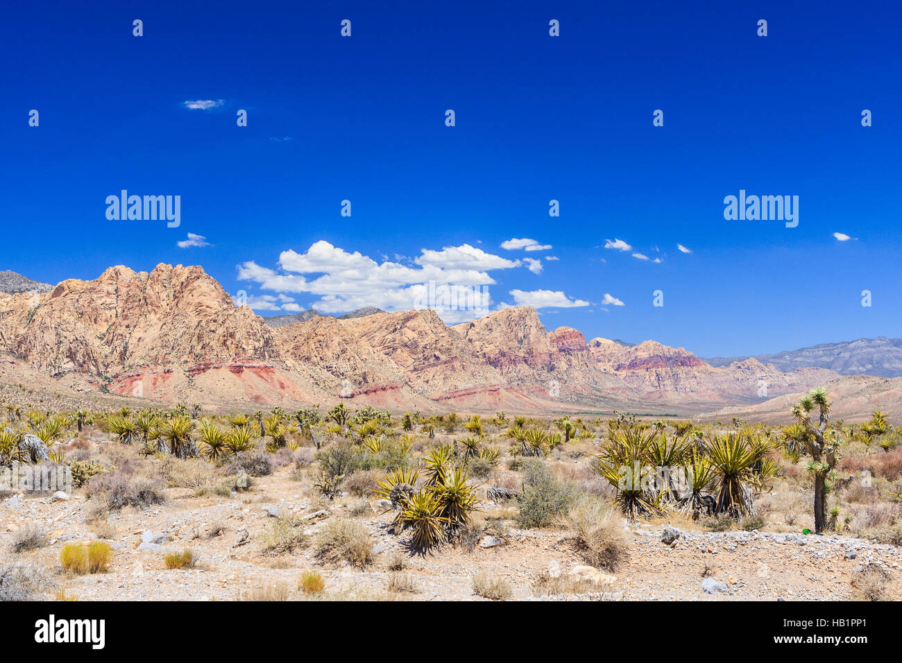 L'escarpement de grès majestueux domine le Red Rock Canyon National Conservation Area. D'étroits canyons le long de l'escarpement sont populaires randonnée d'une journée desti Banque D'Images
