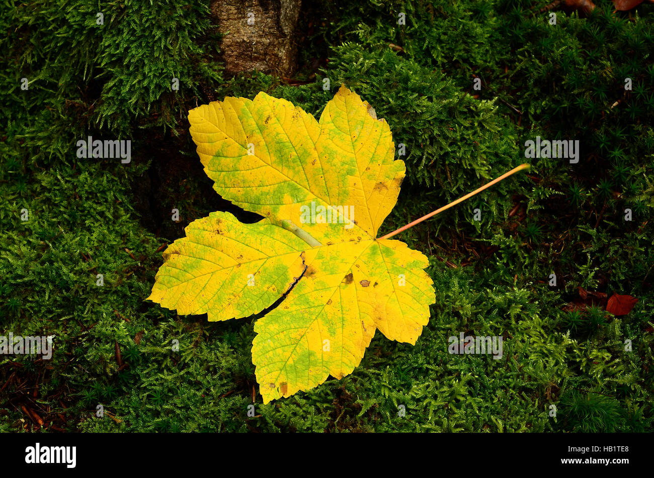 Sycamore, feuille, l'automne, Banque D'Images