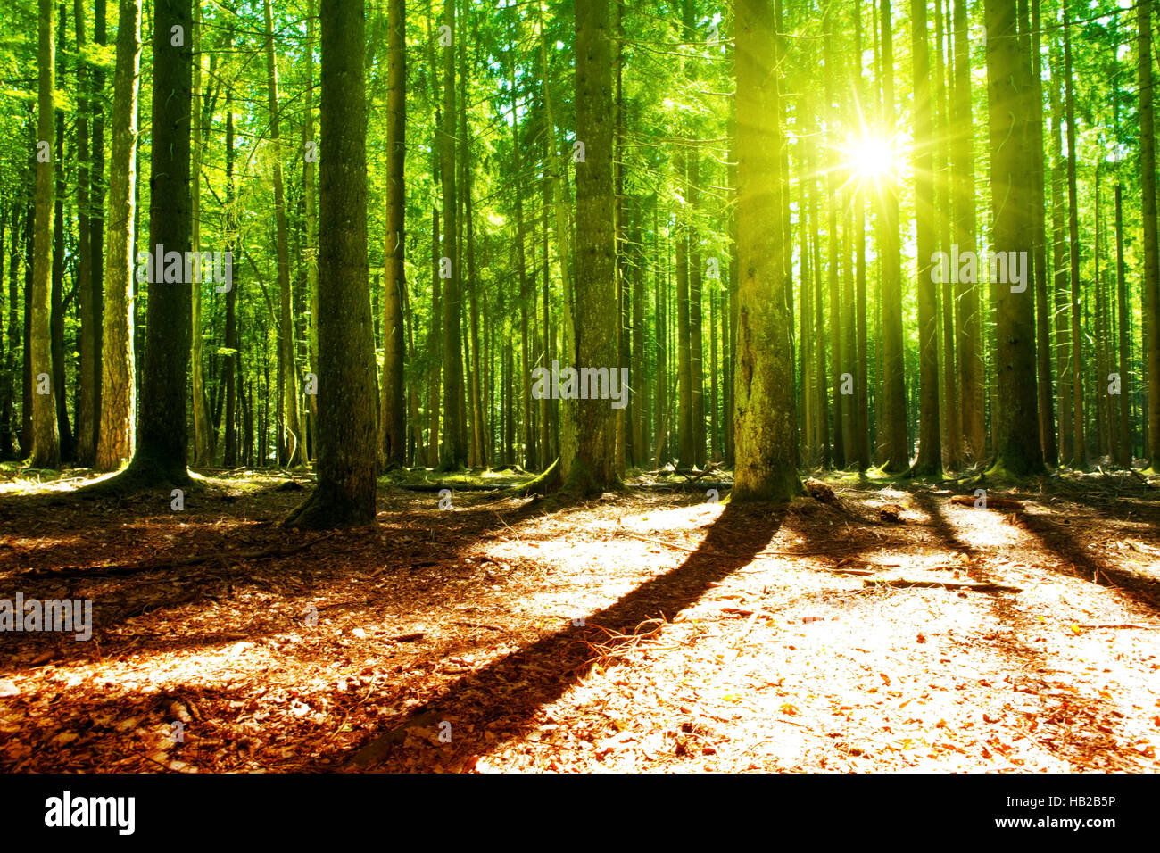 La lumière du soleil dans la forêt verte. Banque D'Images