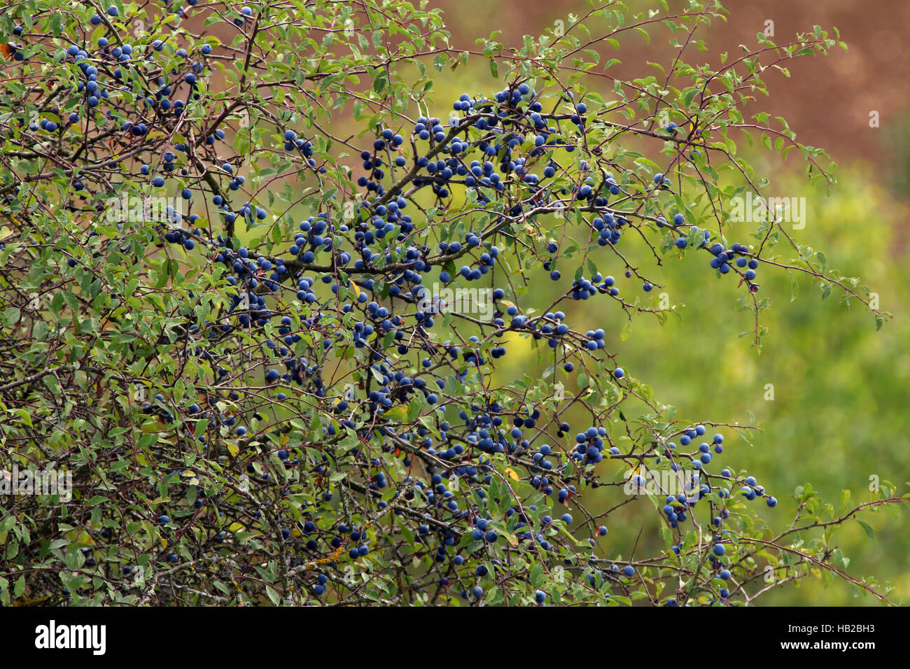 Prunellier, Prunus spinosa Banque D'Images