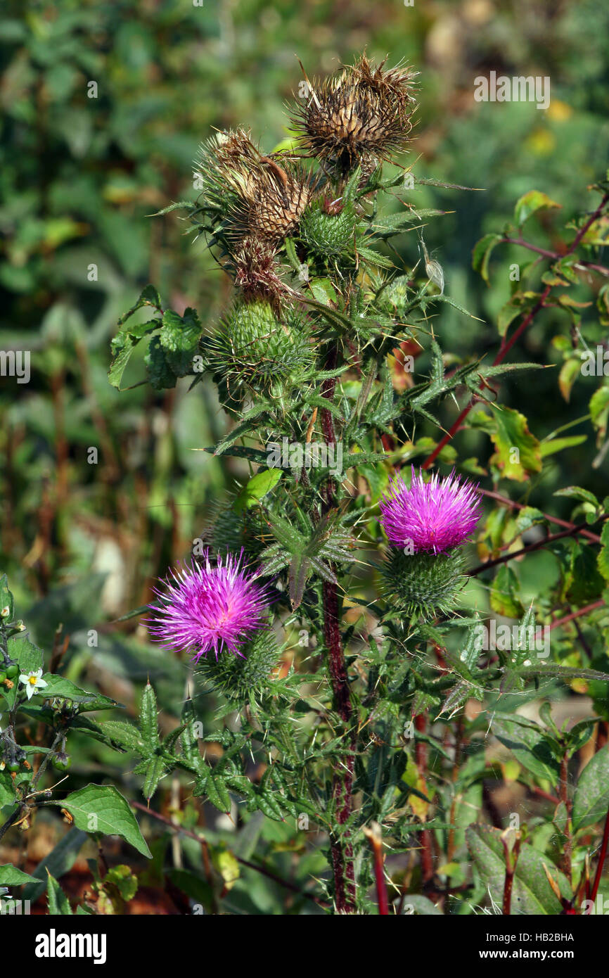 Chardon penché Carduus nutans, Banque D'Images