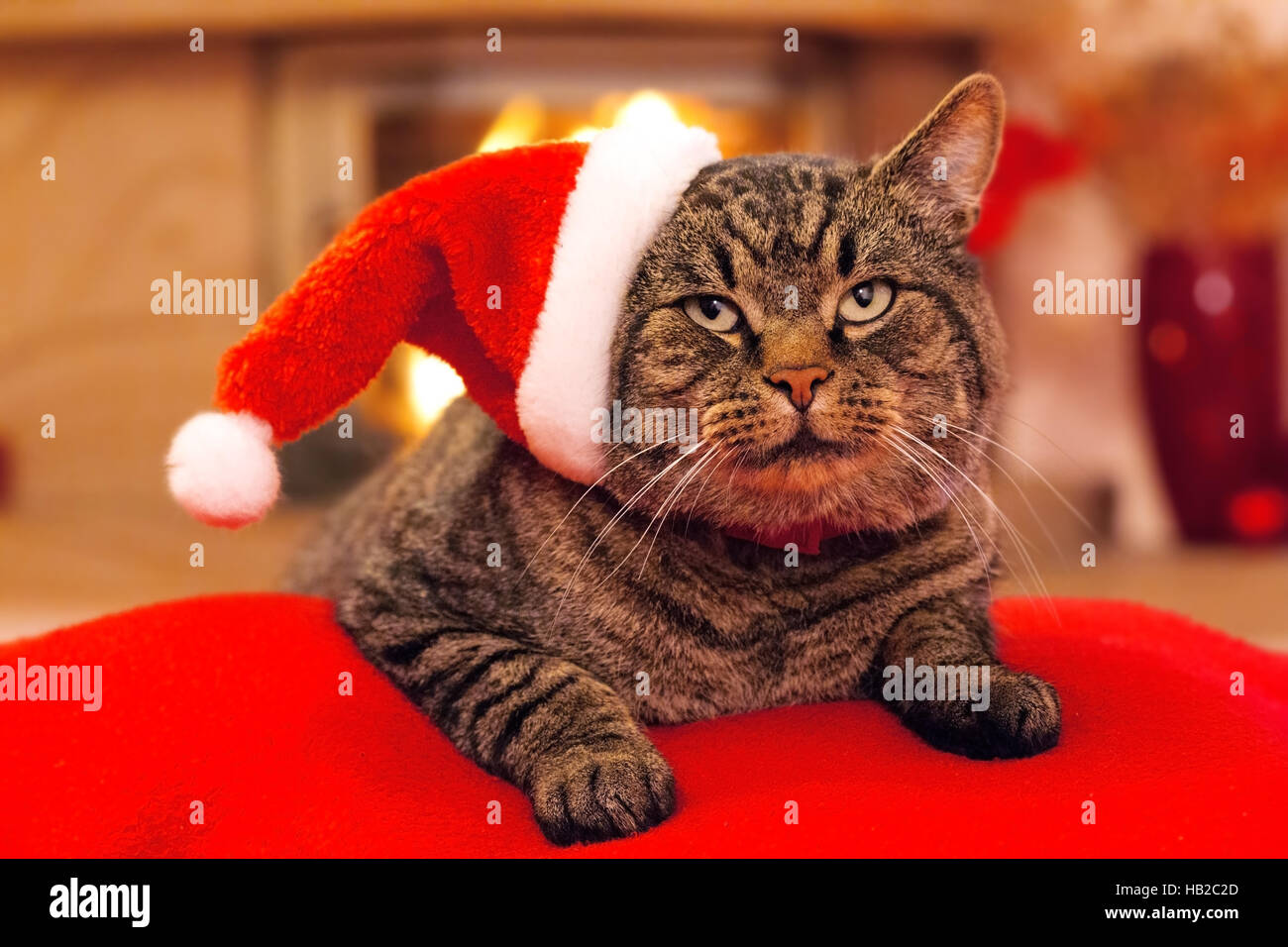 Chat gris avec chapeau de Père Noël et une cheminée. Banque D'Images
