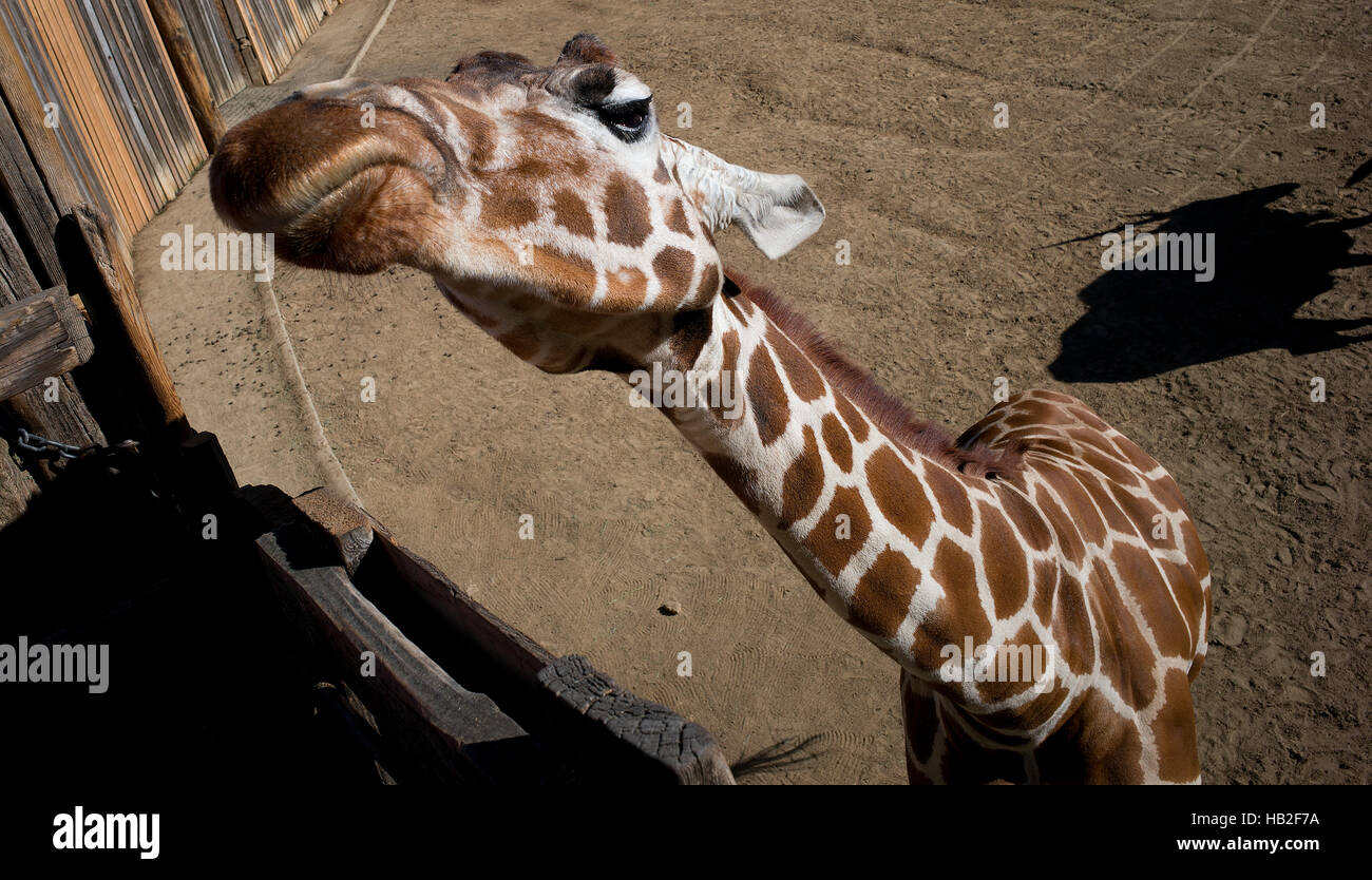 Une giraffe réticulée se prépare à manger à la Oakland Zoo. Banque D'Images