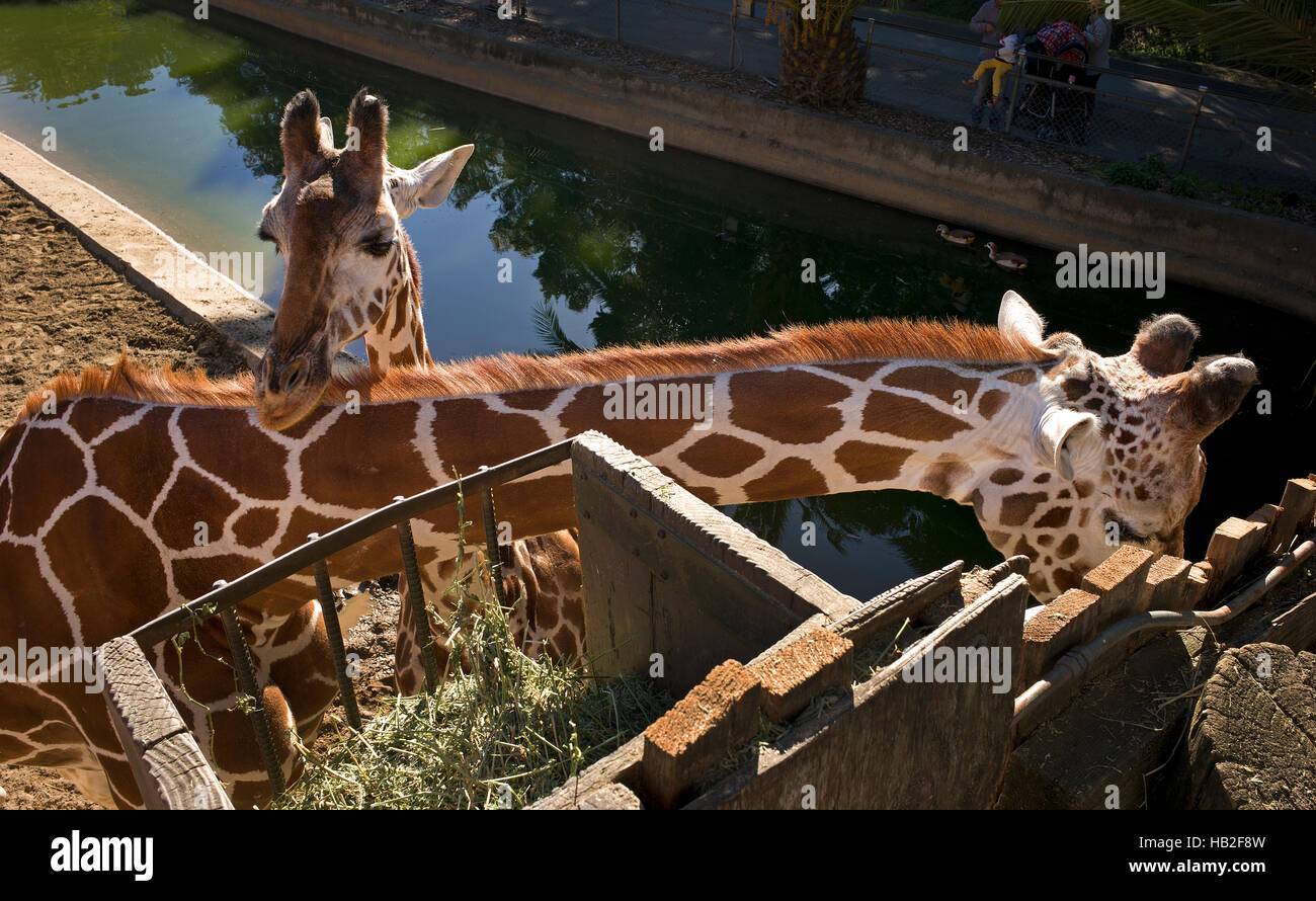 Les Girafes réticulée se nourrissent à la Oakland Zoo à Oakland, Californie Banque D'Images