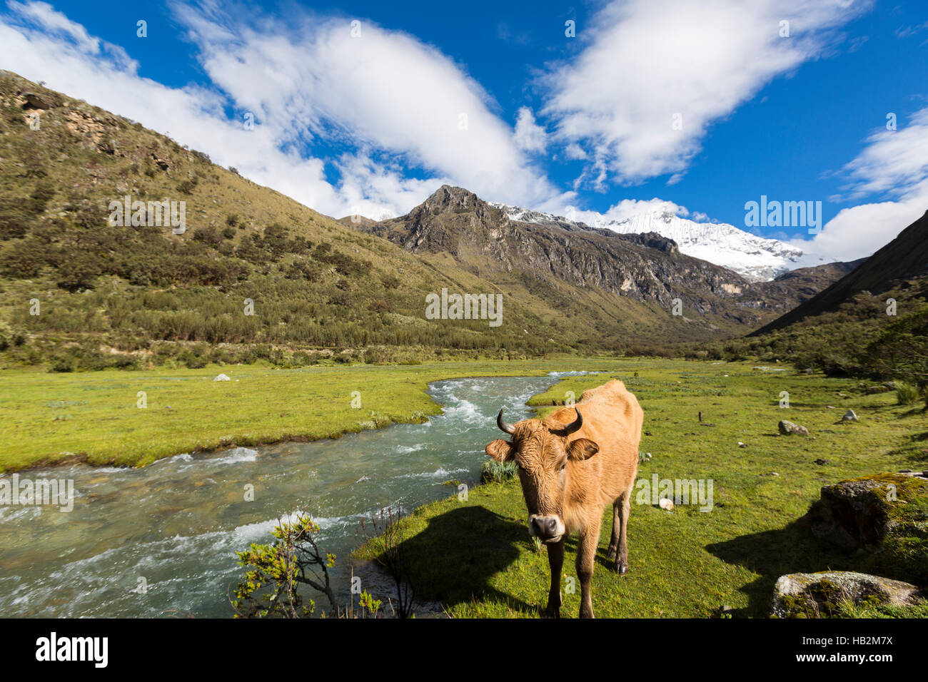 Crête de montagne couverte de neige et de la vache dans le champ, Cordillera Blanca, Banque D'Images