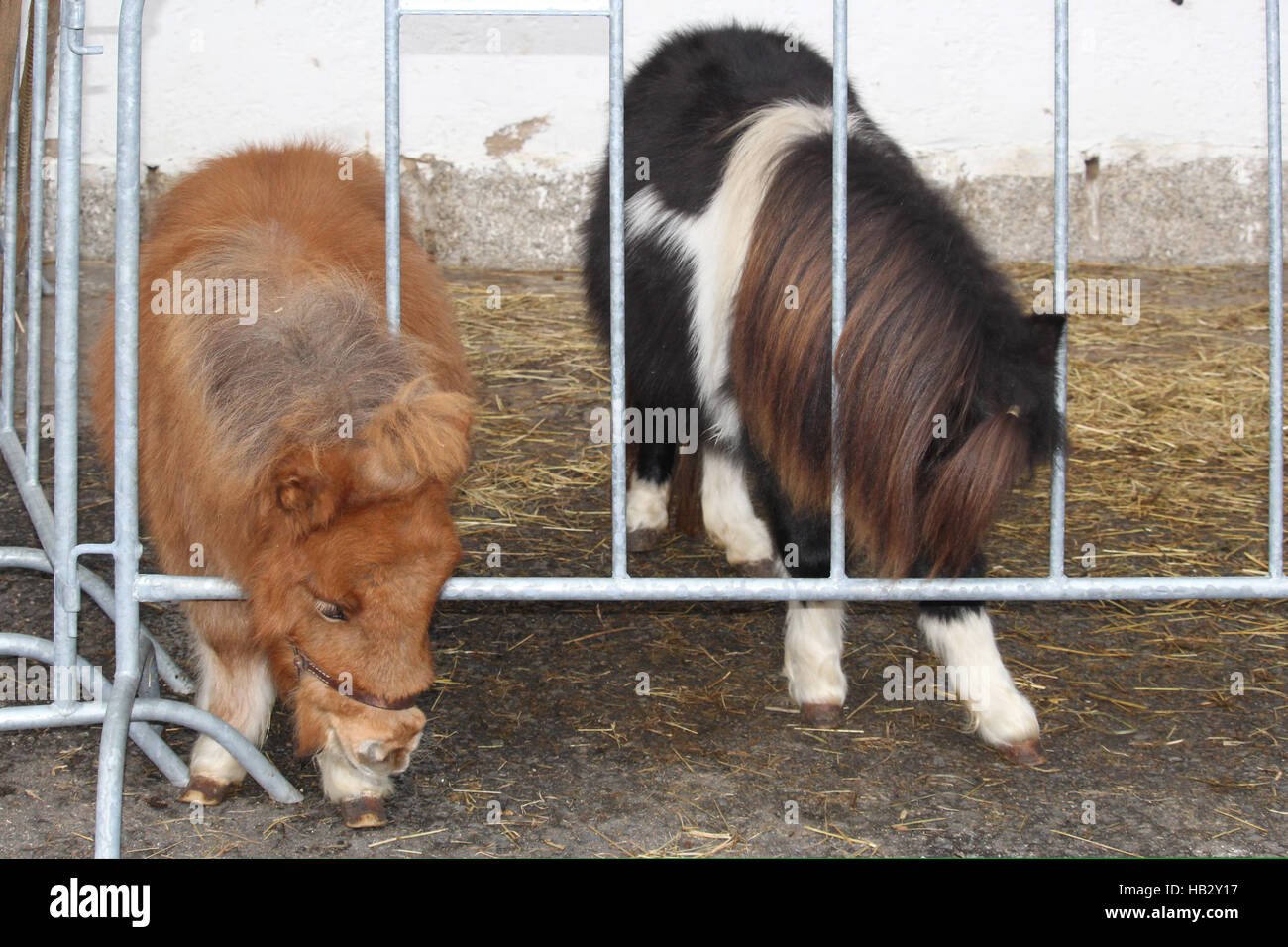 miniature Horse Banque D'Images