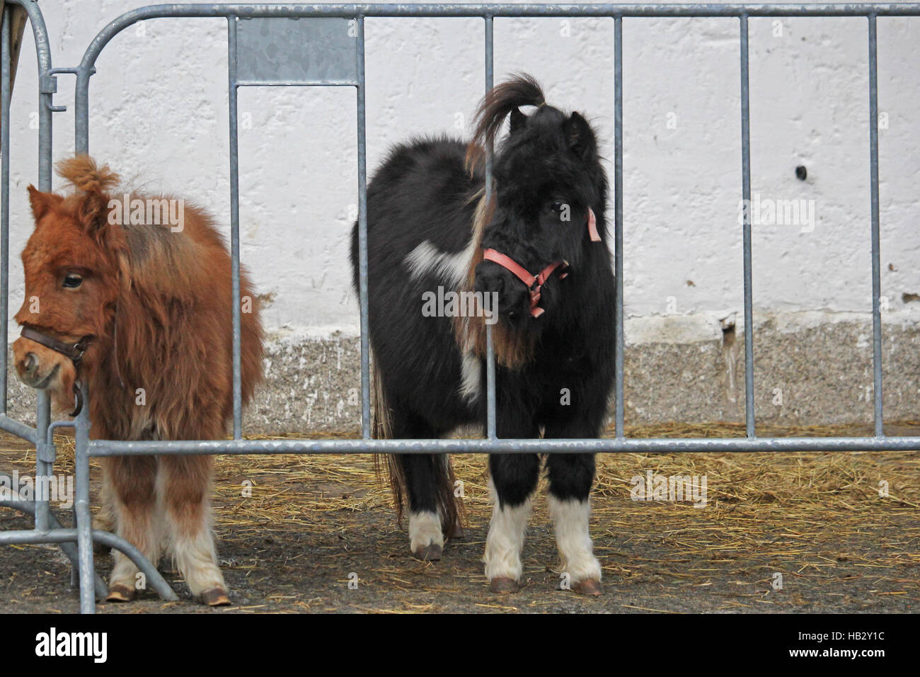 miniature Horse Banque D'Images