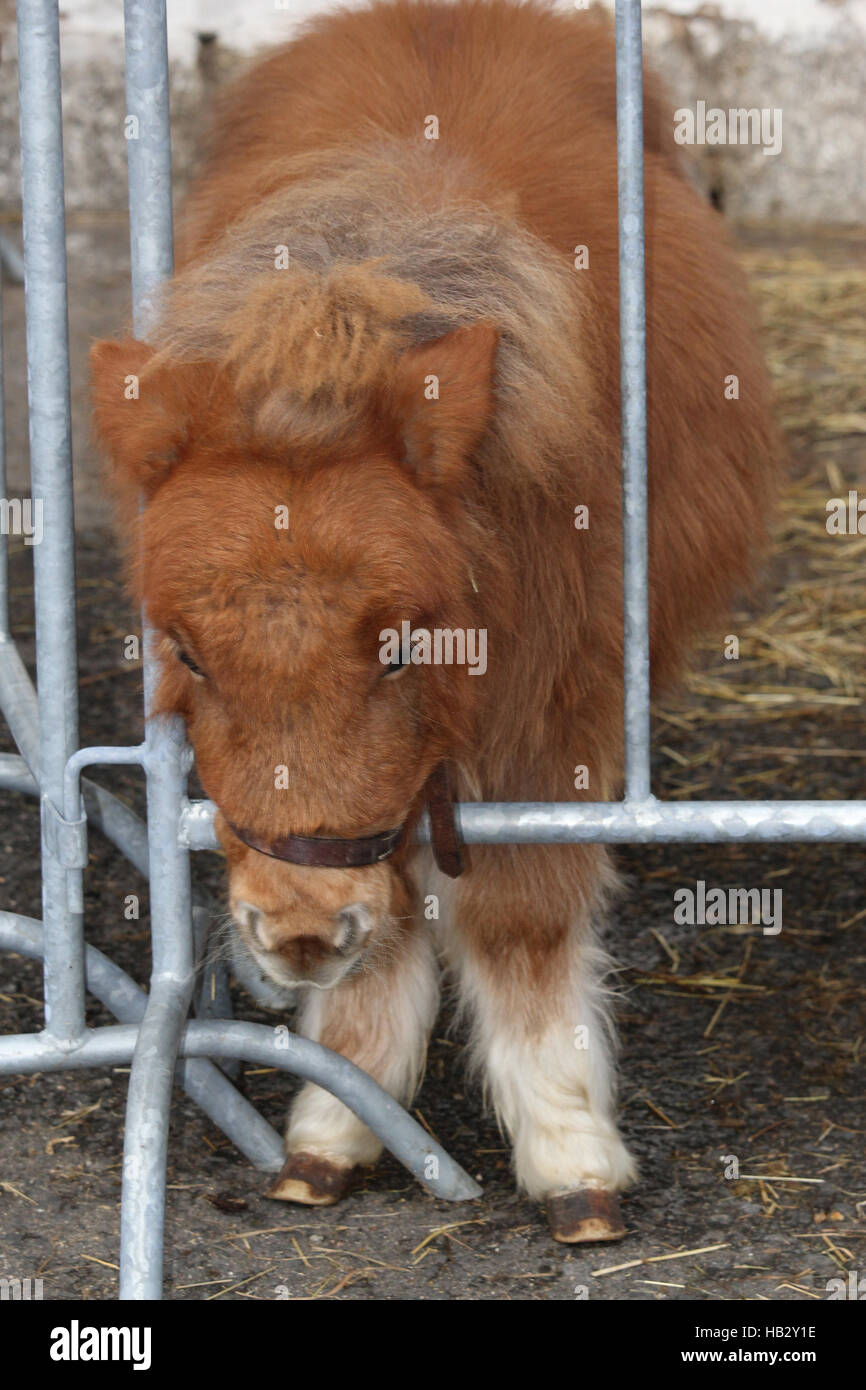 miniature Horse Banque D'Images