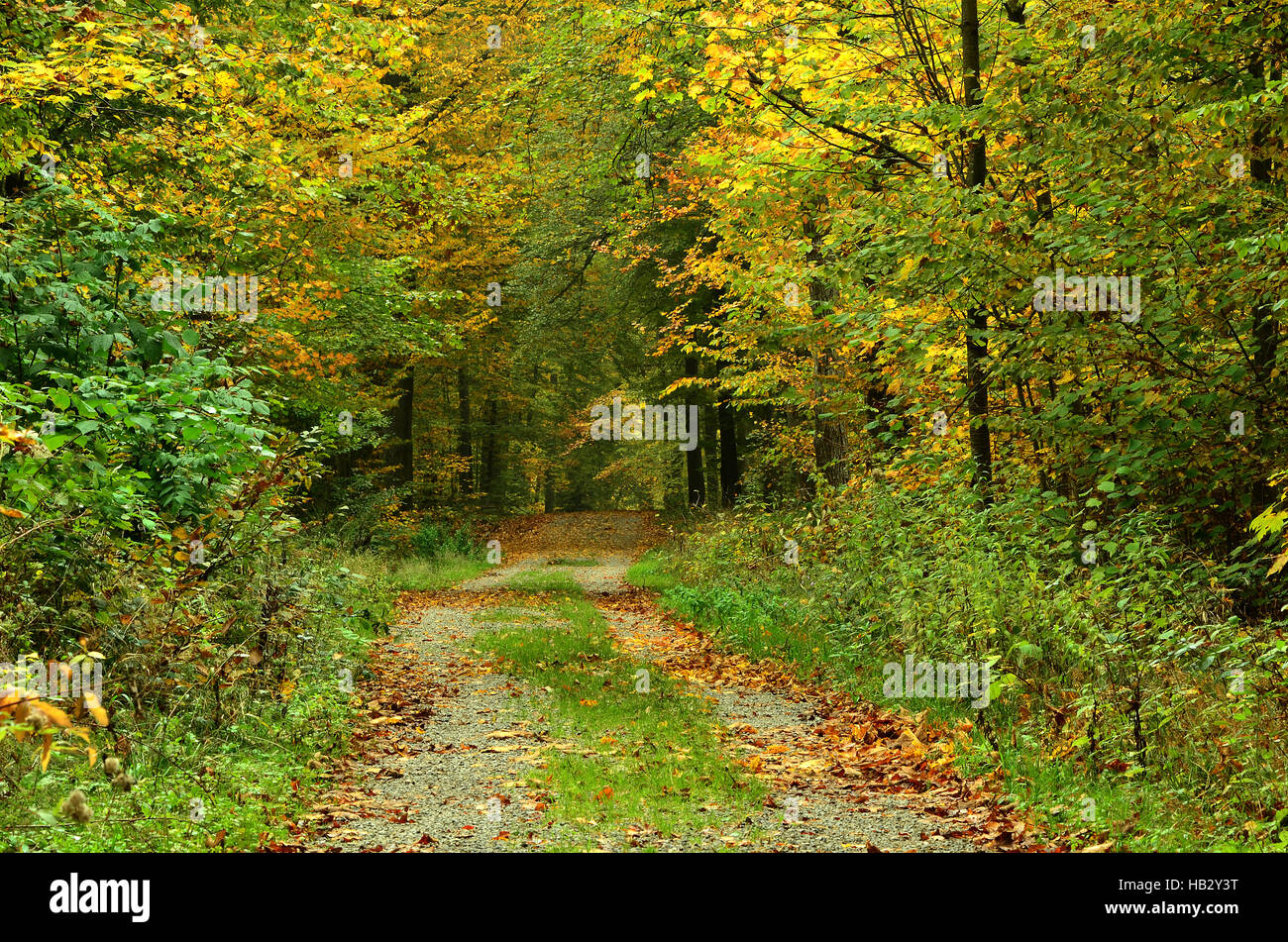 L'automne, forêt, forêt, Banque D'Images