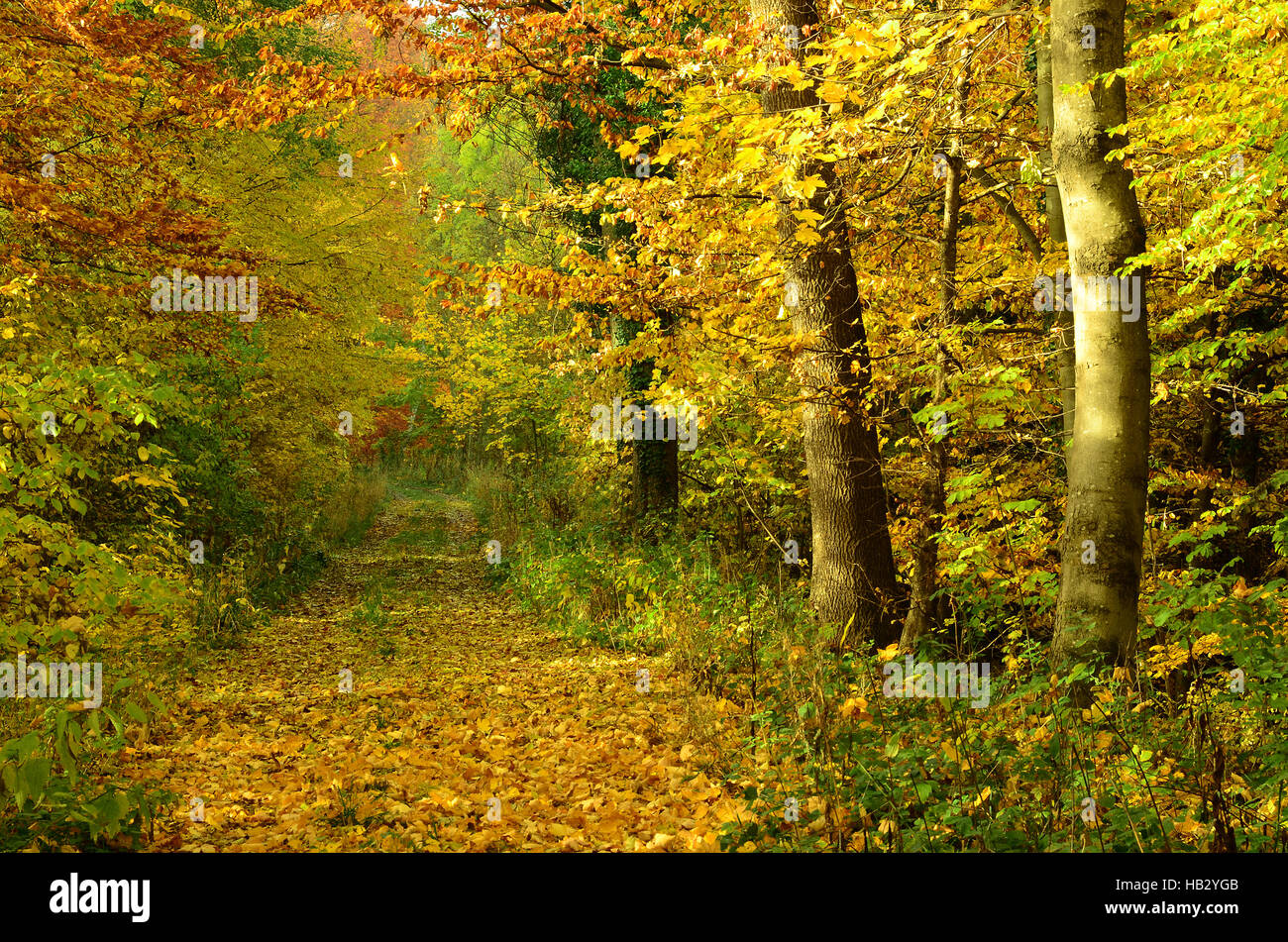 automne, forêt, Banque D'Images