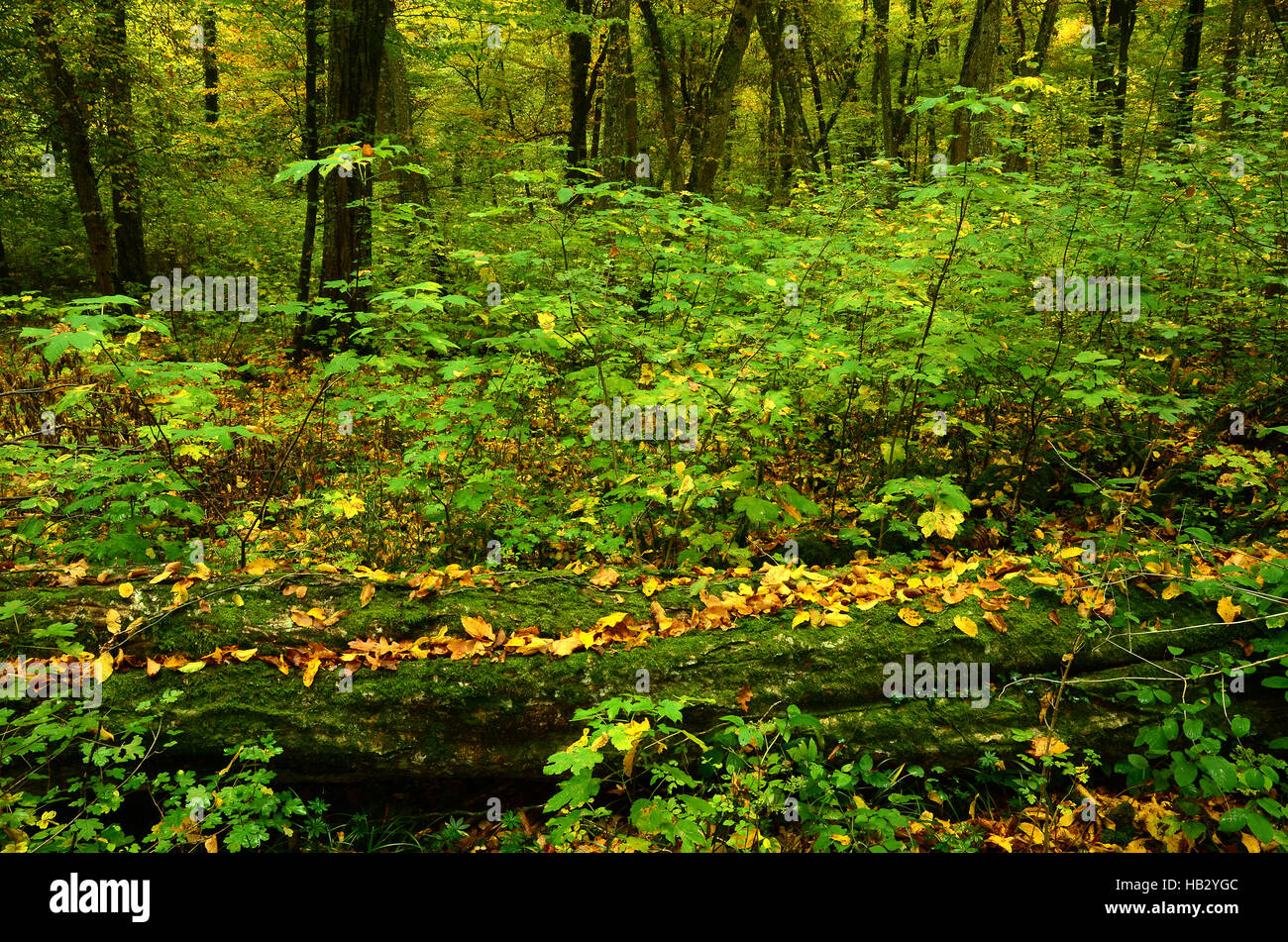 automne, forêt, Banque D'Images