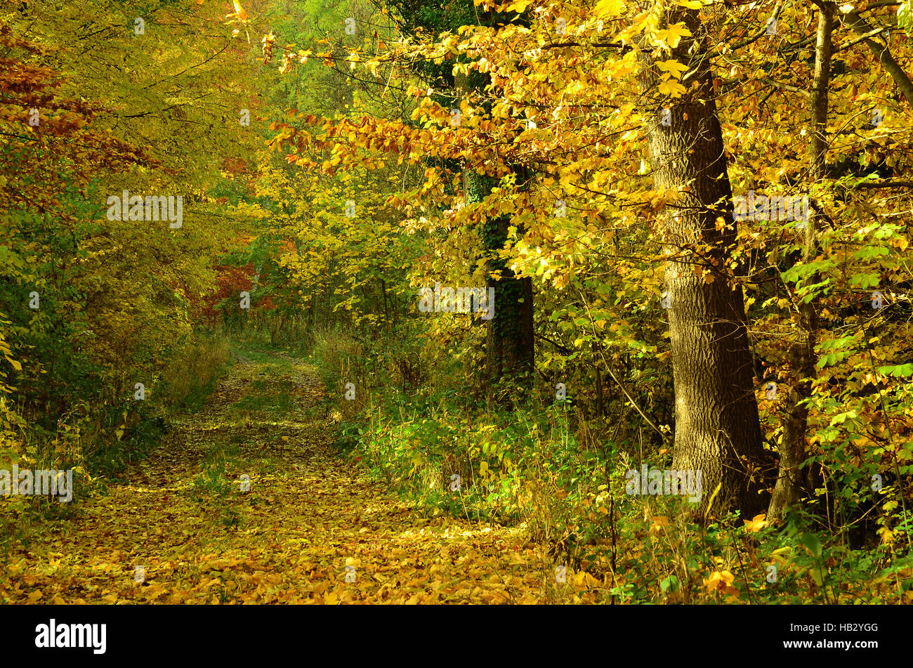 automne, forêt, Banque D'Images