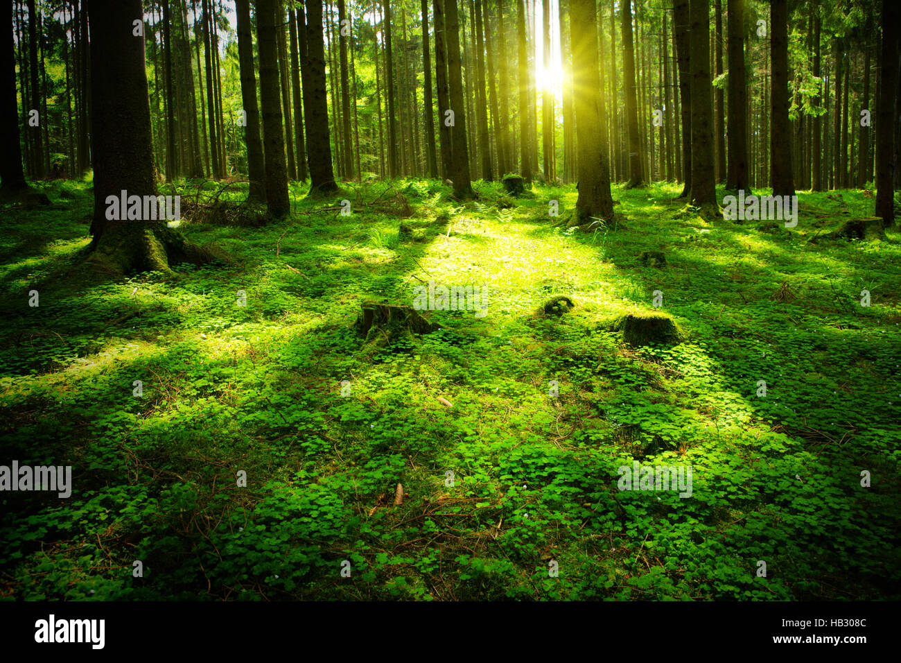 Sun beam dans une forêt verte. Banque D'Images