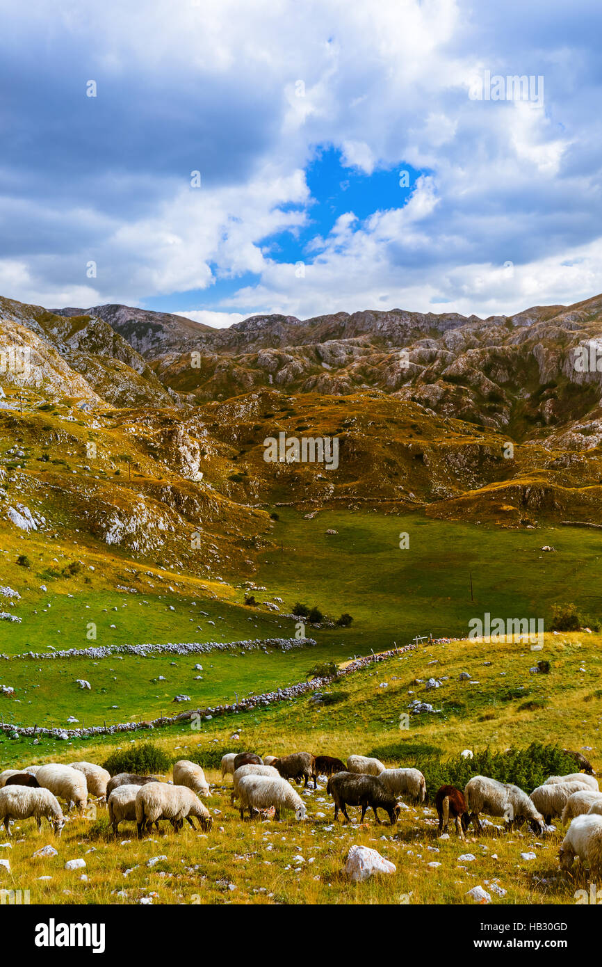 Moutons dans le parc national de montagne Durmitor - Montenegro Banque D'Images