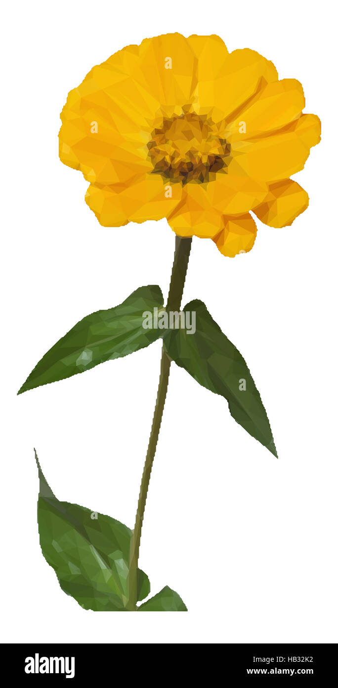 Zinnia fleurs low poly Banque D'Images