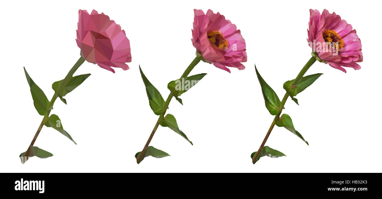 Zinnia fleurs low poly Banque D'Images