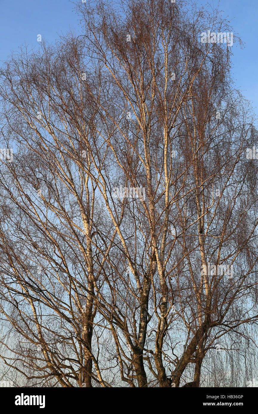 Birch Tree in spring, Betula Banque D'Images